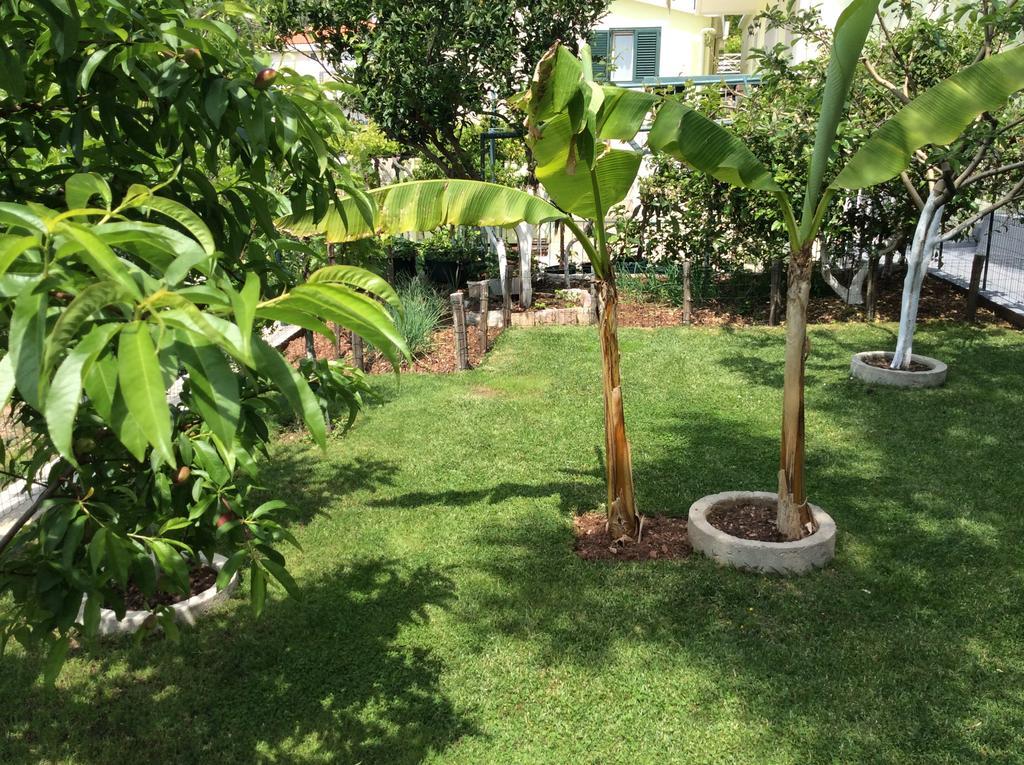 Apartments Simo Petrovac Εξωτερικό φωτογραφία