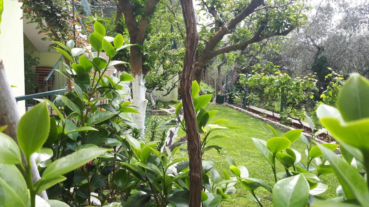 Apartments Simo Petrovac Εξωτερικό φωτογραφία